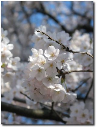 Fleurs de cerisier, © photo Sophie Fort