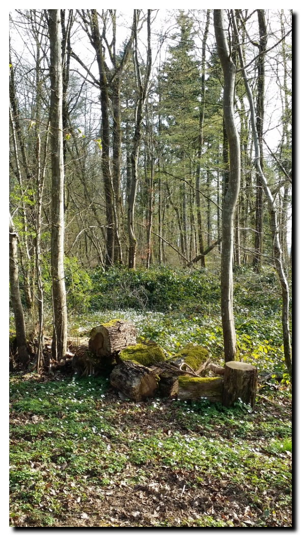 Promenade dans une forêt de l'Aube | © PPierre Kobel